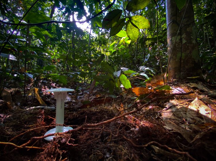 Een sensor geplaatst door een Zwitserse onderzoeker in het regenwoud van DR Congo.
