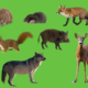 Van egel tot wolf: zoogdieren in de CurieuzeNeuzen tuinen